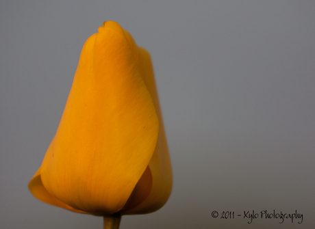 Gele tulp