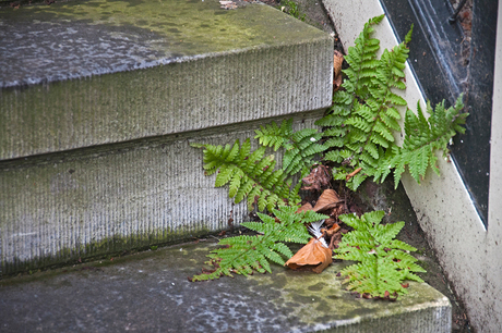 tuin aan de gracht