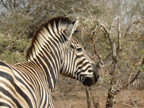 Up close Zebra