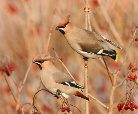 Pestvogels