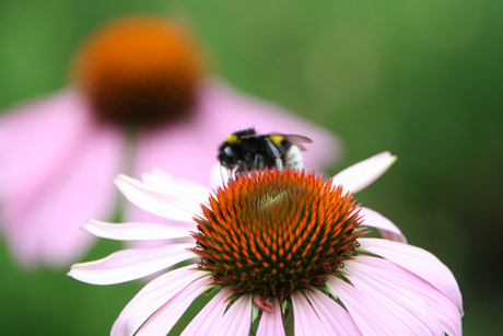 Echinacea