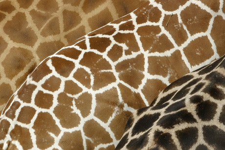 giraffe spots