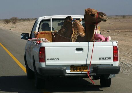 Pick-up van de woestijn