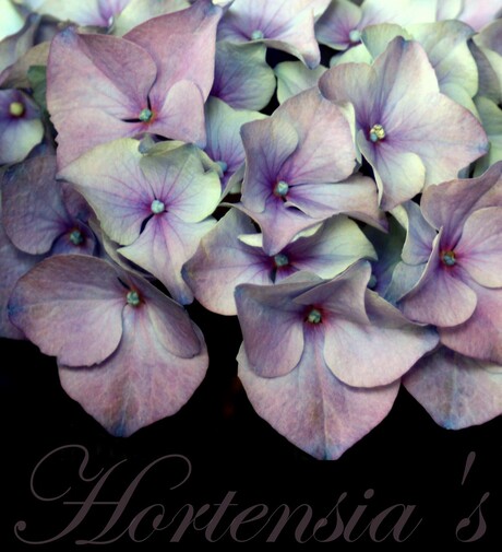 Hortensia *