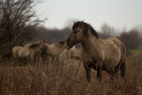 Konik