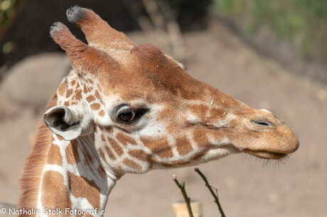 Giraffe