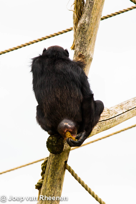 Chimpansee @ joep van rheenen