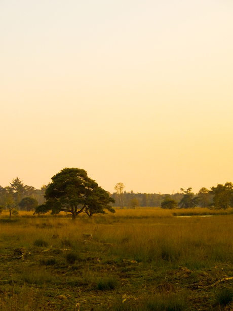 Eenzaam op de heide