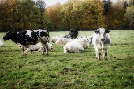 sfeerbeelden in de Belgische Ardennen