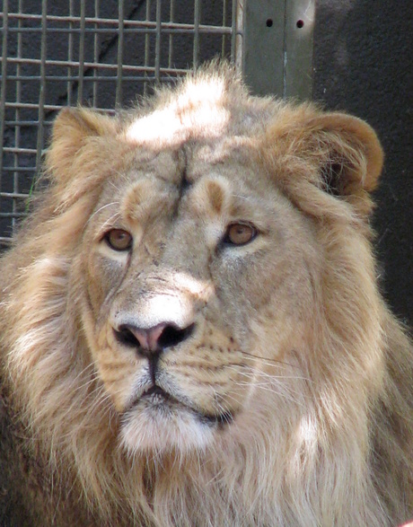Kumar, Aziatische Leeuw