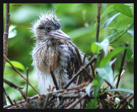 reigerjong in nest