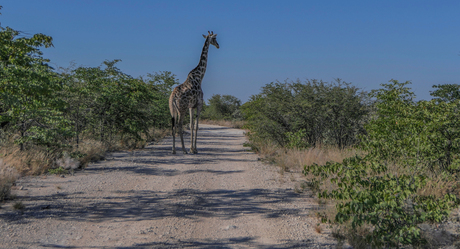 etosha - namibie