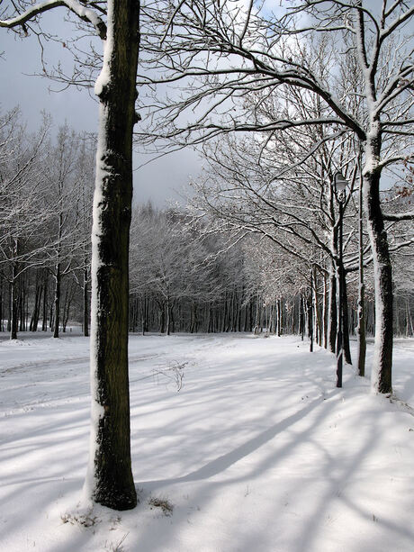 Besneeuwd bos