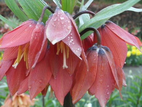 Druppeltjes regen