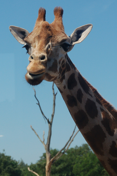 Giraffe