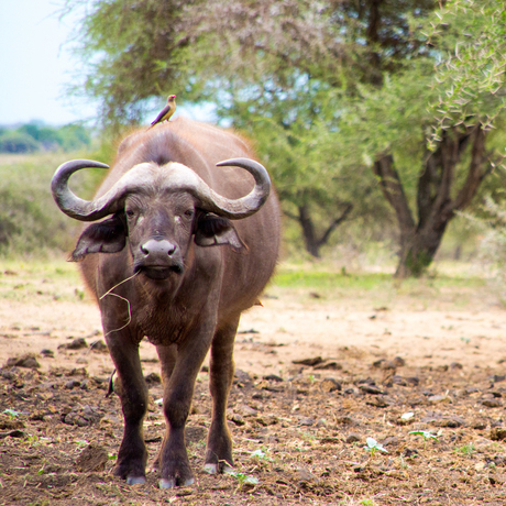 Wollige buffel