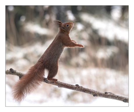 Squirrel on Balance.....