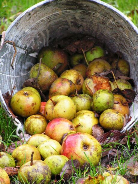 Appels in een emmer