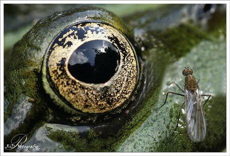 Groene kikker - oog