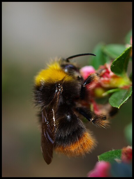 hommel