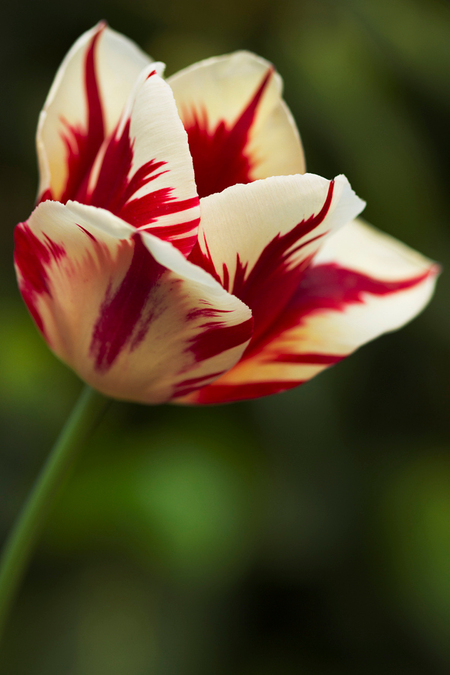Tulp 0298 - Tulp 0298 - foto door eveline1977 op 15-05-2011 - deze foto bevat: rood, macro, bloem, geel, tulp