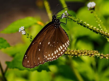 Wildlands vlindertuin
