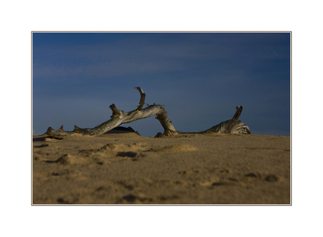 Dutch desert