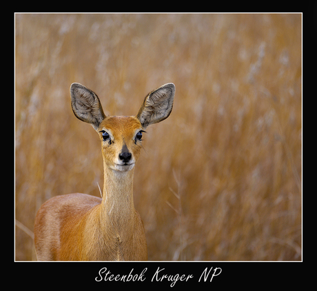 Steenbok