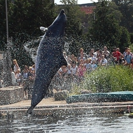 een dolfijn uit het water