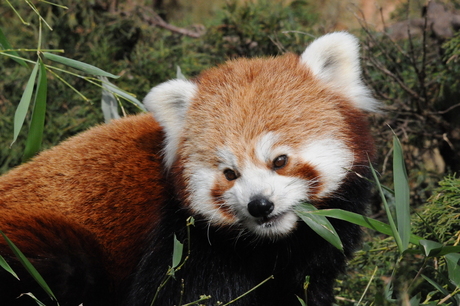 Kleine panda