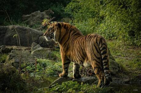 Sumatraanse tijger ..