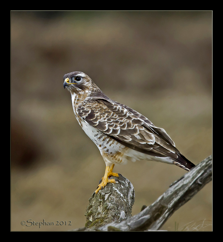 Buizerd op dode boomtak