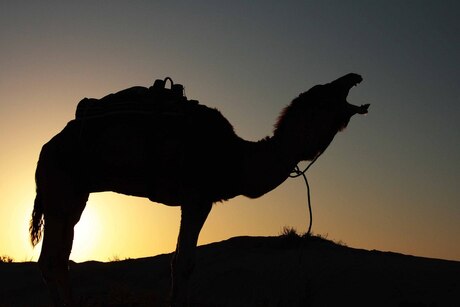 Kameel in woestijn, Tunesie