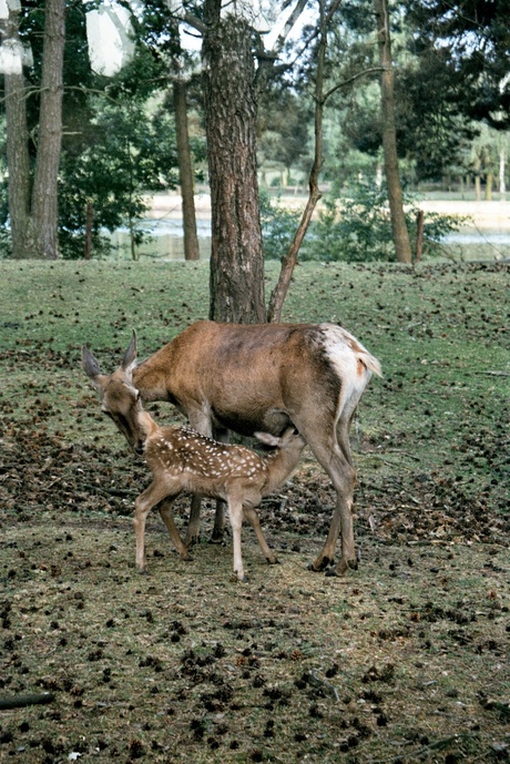 ree moeder en kind