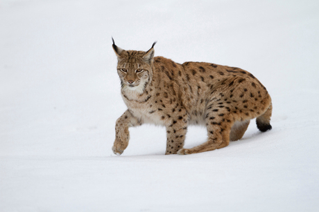 Lynx in sneeuwlandschap