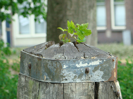 Nieuw leven in oude meerpaal