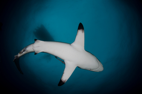 Oceanic Blacktip shark