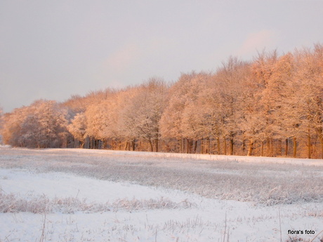 zonsopkomst in een besneeuwd bos