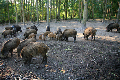 Groep Zwijnen