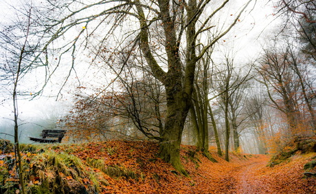 bankje in het bos