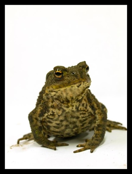 mr toad