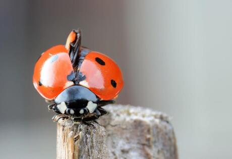 Ladybug 06