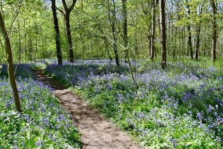 P1380664 LENTE Park Ockenburg Hyacintenbos 3 mei 2016