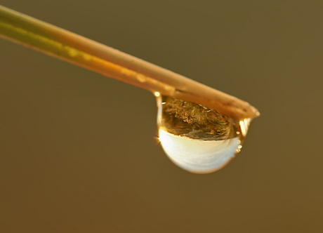 Duinen in een drup