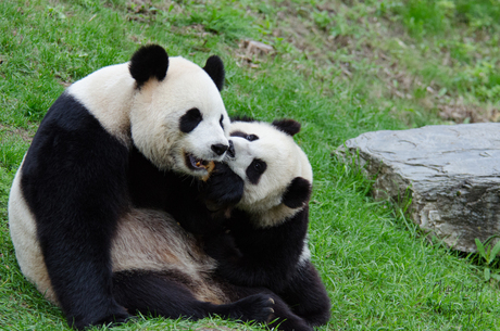 Panda love