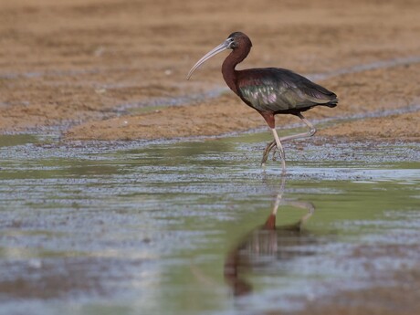 Zwarte Ibis