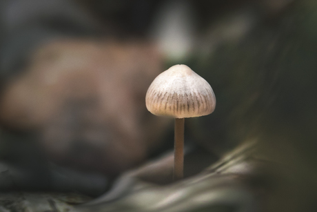 Paddenstoel 