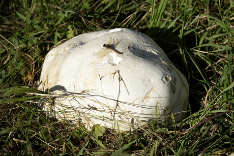 heidelibel op reuzenbovist