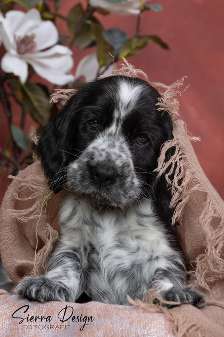 Eng. Cocker Spaniel pup