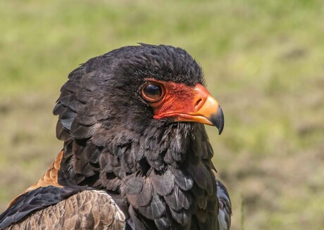 portret van een bateleur